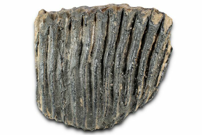 Palaeoloxodon (Mammoth Relative) Molar - Hungary #357030